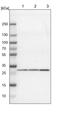 FKBP Prolyl Isomerase 3 antibody, PA5-51470, Invitrogen Antibodies, Western Blot image 