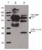 2AR antibody, R1565, Origene, Western Blot image 