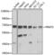 Protein Arginine Methyltransferase 5 antibody, LS-C331511, Lifespan Biosciences, Western Blot image 