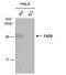 Fas Associated Via Death Domain antibody, PA5-78260, Invitrogen Antibodies, Western Blot image 