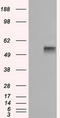 CD36 Molecule antibody, LS-C115009, Lifespan Biosciences, Western Blot image 
