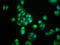 Guanylate Cyclase Activator 2B antibody, LS-C371347, Lifespan Biosciences, Immunofluorescence image 