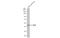 Tu Translation Elongation Factor, Mitochondrial antibody, GTX101763, GeneTex, Western Blot image 