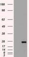 SL cytokine antibody, NBP1-47756, Novus Biologicals, Western Blot image 