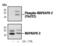 MAPK Activated Protein Kinase 2 antibody, MA5-14894, Invitrogen Antibodies, Western Blot image 