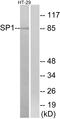 Sp1 Transcription Factor antibody, LS-C118246, Lifespan Biosciences, Western Blot image 