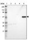 Zinc Finger Protein 701 antibody, NBP1-83815, Novus Biologicals, Western Blot image 