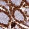 Trans-1,2-dihydrobenzene-1,2-diol dehydrogenase antibody, PA5-60624, Invitrogen Antibodies, Immunohistochemistry frozen image 