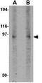 DISC1 Scaffold Protein antibody, GTX31319, GeneTex, Western Blot image 