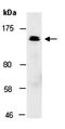 Roundabout homolog 4 antibody, orb67222, Biorbyt, Western Blot image 