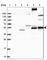 Feline Leukemia Virus Subgroup C Cellular Receptor Family Member 2 antibody, HPA037984, Atlas Antibodies, Western Blot image 