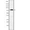 ENAH Actin Regulator antibody, abx215152, Abbexa, Western Blot image 