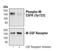 Colony Stimulating Factor 1 Receptor antibody, MA5-15151, Invitrogen Antibodies, Western Blot image 