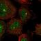 WD Repeat Domain 34 antibody, NBP1-88805, Novus Biologicals, Immunofluorescence image 