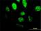 Transcription factor PU.1 antibody, H00006688-M02, Novus Biologicals, Immunofluorescence image 