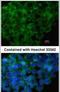 Interferon Regulatory Factor 6 antibody, PA5-28138, Invitrogen Antibodies, Immunofluorescence image 