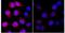 DNA Damage Inducible Transcript 4 antibody, NBP1-22966, Novus Biologicals, Immunoprecipitation image 