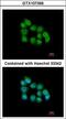 Muscleblind-like protein 3 antibody, LS-C185880, Lifespan Biosciences, Immunocytochemistry image 