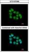 Muscleblind Like Splicing Regulator 3 antibody, LS-C185880, Lifespan Biosciences, Immunocytochemistry image 