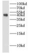 ELAV Like RNA Binding Protein 4 antibody, FNab04073, FineTest, Western Blot image 