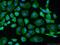 GRIP And Coiled-Coil Domain Containing 1 antibody, 16271-1-AP, Proteintech Group, Immunofluorescence image 