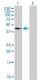 Theg Spermatid Protein antibody, H00051298-B01P, Novus Biologicals, Western Blot image 