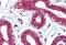 Integrin Subunit Alpha 6 antibody, MBS242490, MyBioSource, Immunohistochemistry paraffin image 