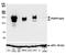 Platelet Derived Growth Factor Receptor Alpha antibody, A700-078, Bethyl Labs, Western Blot image 