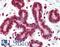 Death Associated Protein Kinase 3 antibody, LS-B11575, Lifespan Biosciences, Immunohistochemistry frozen image 