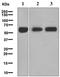 Monoamine Oxidase A antibody, ab126751, Abcam, Western Blot image 