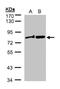 Dishevelled Segment Polarity Protein 2 antibody, NBP1-32388, Novus Biologicals, Western Blot image 