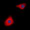 Caspase 10 antibody, orb213664, Biorbyt, Immunofluorescence image 
