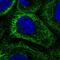 RPA1 Related Single Stranded DNA Binding Protein, X-Linked antibody, HPA001374, Atlas Antibodies, Immunofluorescence image 