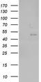 Neuraminidase 2 antibody, LS-C172974, Lifespan Biosciences, Western Blot image 