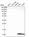 Glutaredoxin antibody, PA5-65437, Invitrogen Antibodies, Western Blot image 