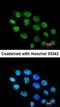 Zinc Finger Protein 7 antibody, orb69725, Biorbyt, Immunofluorescence image 