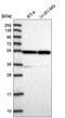 Tubulin Alpha 4a antibody, HPA043684, Atlas Antibodies, Western Blot image 