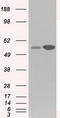 Glucose-6-Phosphate Isomerase antibody, TA501137, Origene, Western Blot image 