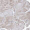 Immunoglobulin Superfamily Member 3 antibody, HPA036305, Atlas Antibodies, Immunohistochemistry frozen image 