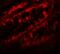 Periphilin 1 antibody, PA5-72756, Invitrogen Antibodies, Immunofluorescence image 