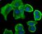 STIP1 Homology And U-Box Containing Protein 1 antibody, NBP2-75440, Novus Biologicals, Immunofluorescence image 