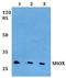 Pseudoautosomal homeobox-containing osteogenic protein antibody, A02956, Boster Biological Technology, Western Blot image 