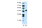 Mesenchyme Homeobox 2 antibody, 28-925, ProSci, Western Blot image 
