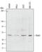 BUB3 Mitotic Checkpoint Protein antibody, AF5706, R&D Systems, Western Blot image 