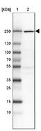 Dedicator Of Cytokinesis 9 antibody, NBP2-38517, Novus Biologicals, Western Blot image 