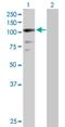 Zinc Finger Protein 274 antibody, H00010782-D01P, Novus Biologicals, Western Blot image 