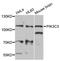 Phosphatidylinositol 3-Kinase Catalytic Subunit Type 3 antibody, STJ29828, St John