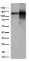 Tripartite Motif Containing 28 antibody, TA813314, Origene, Western Blot image 