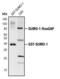 Small Ubiquitin Like Modifier 1 antibody, PA5-17352, Invitrogen Antibodies, Western Blot image 