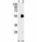 Protein Arginine Methyltransferase 7 antibody, F40476-0.4ML, NSJ Bioreagents, Western Blot image 